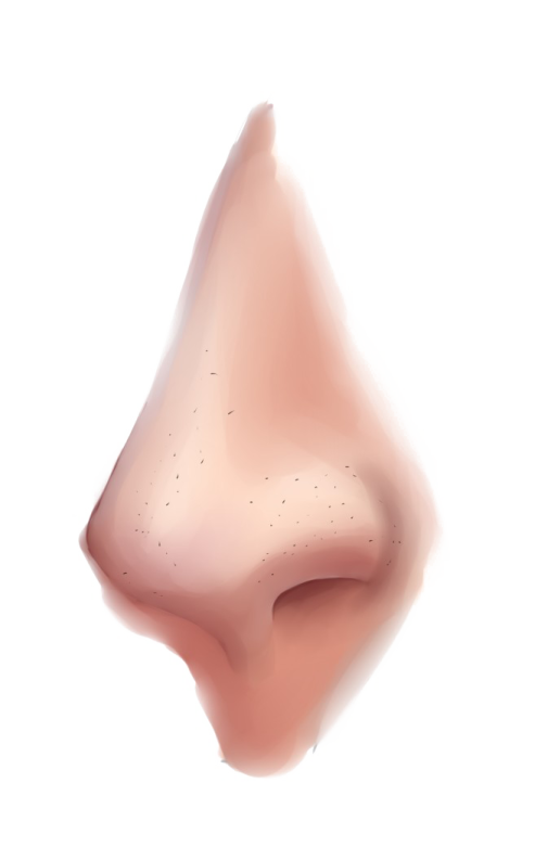 an illustration of a nose