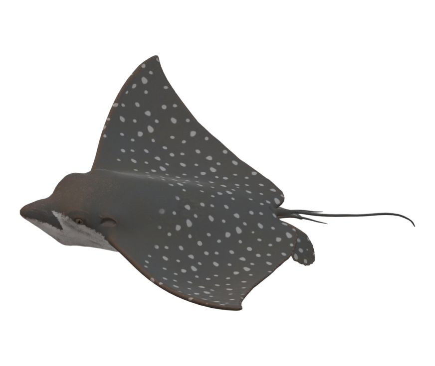 a black spotted manta on white background
