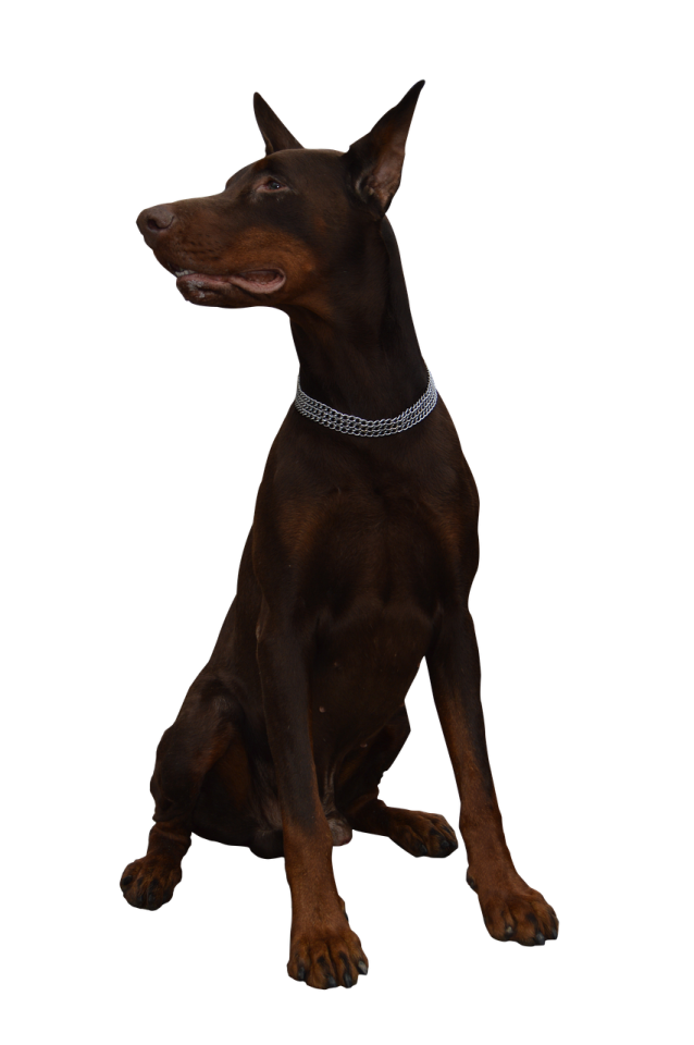 a brown dog with a collar sitting down