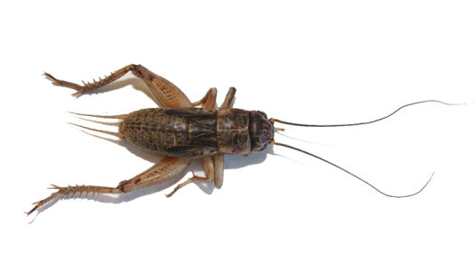 a dead cricket on a white background