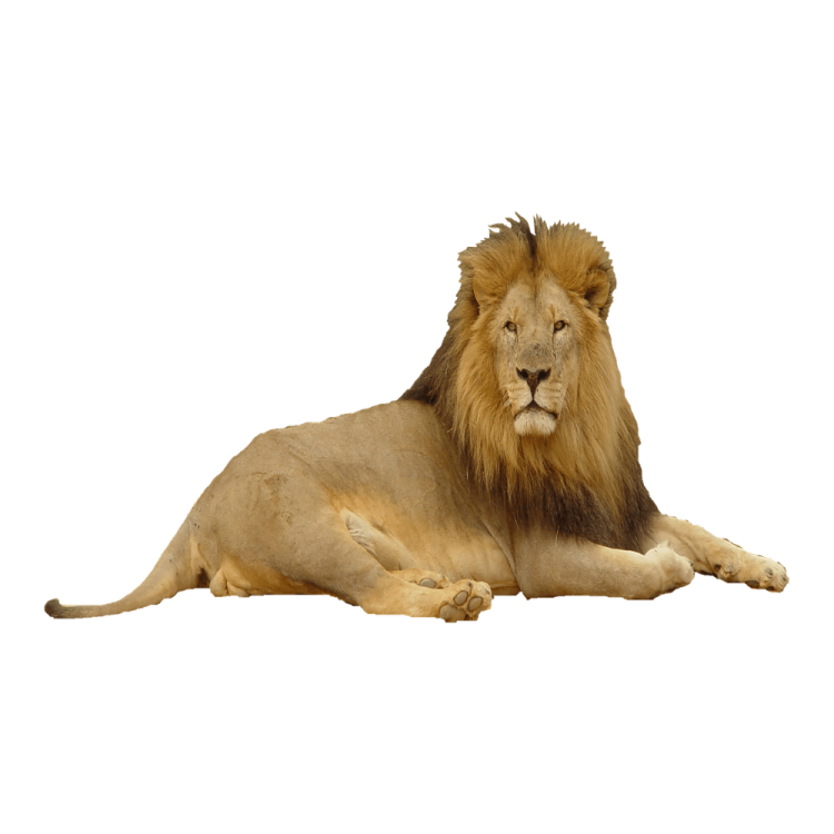 a lion laying down on a white background