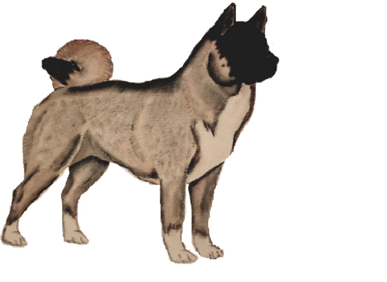 a dog standing in front of a white background