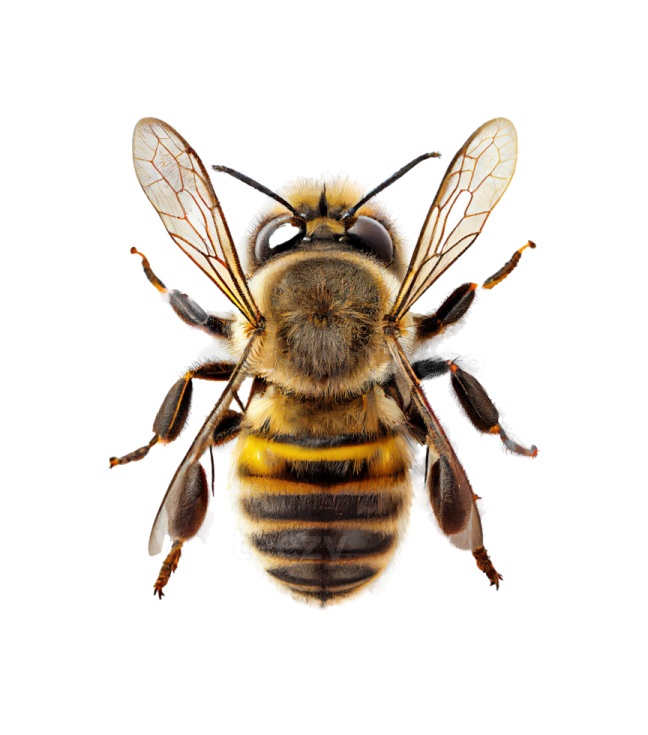 a bee on a white background