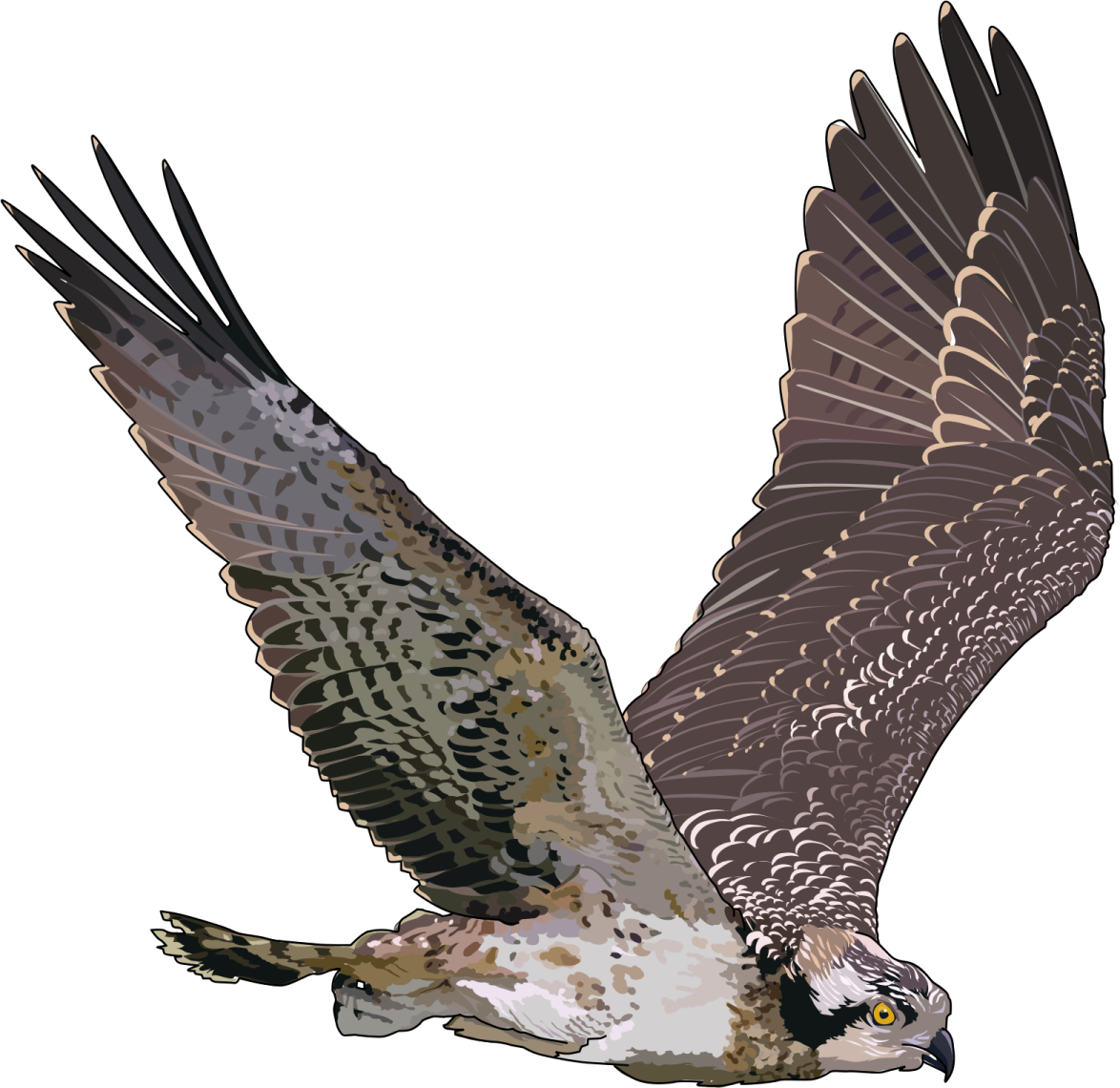 a bird flying with its wings spread