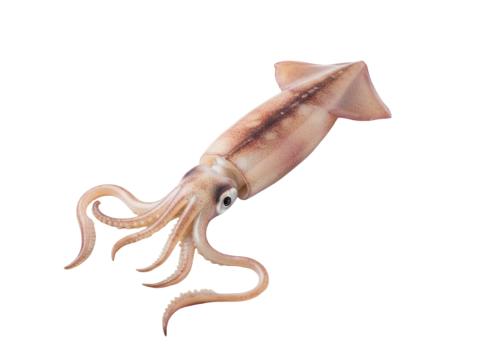 an octopus is shown on a white background