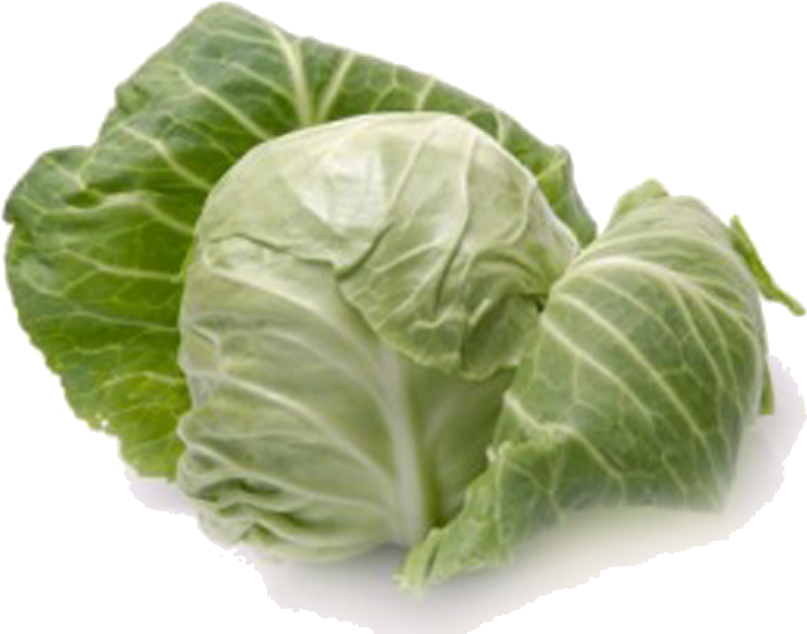 a head of cabbage