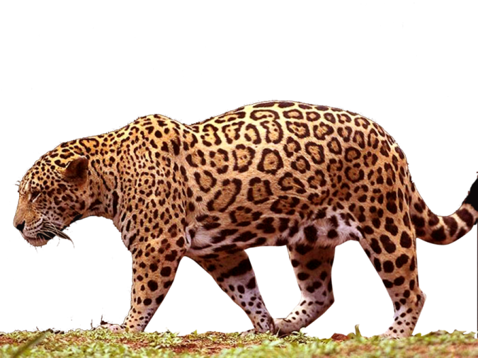 a large leopard walking across a lush green field
