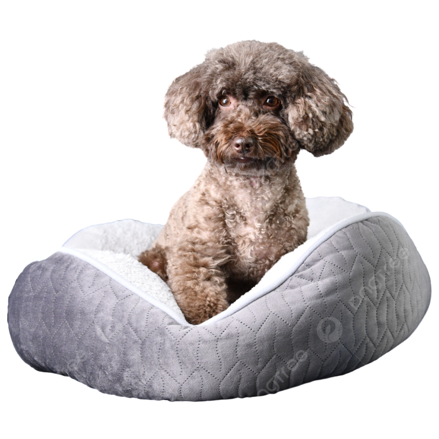 a small dog sitting on top of a bed