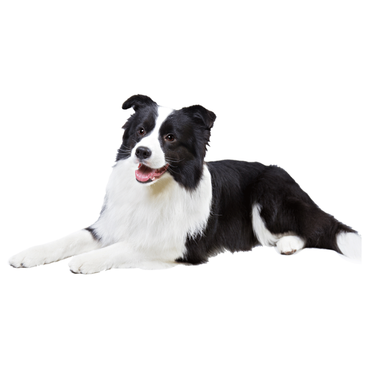a black and white dog laying on the ground