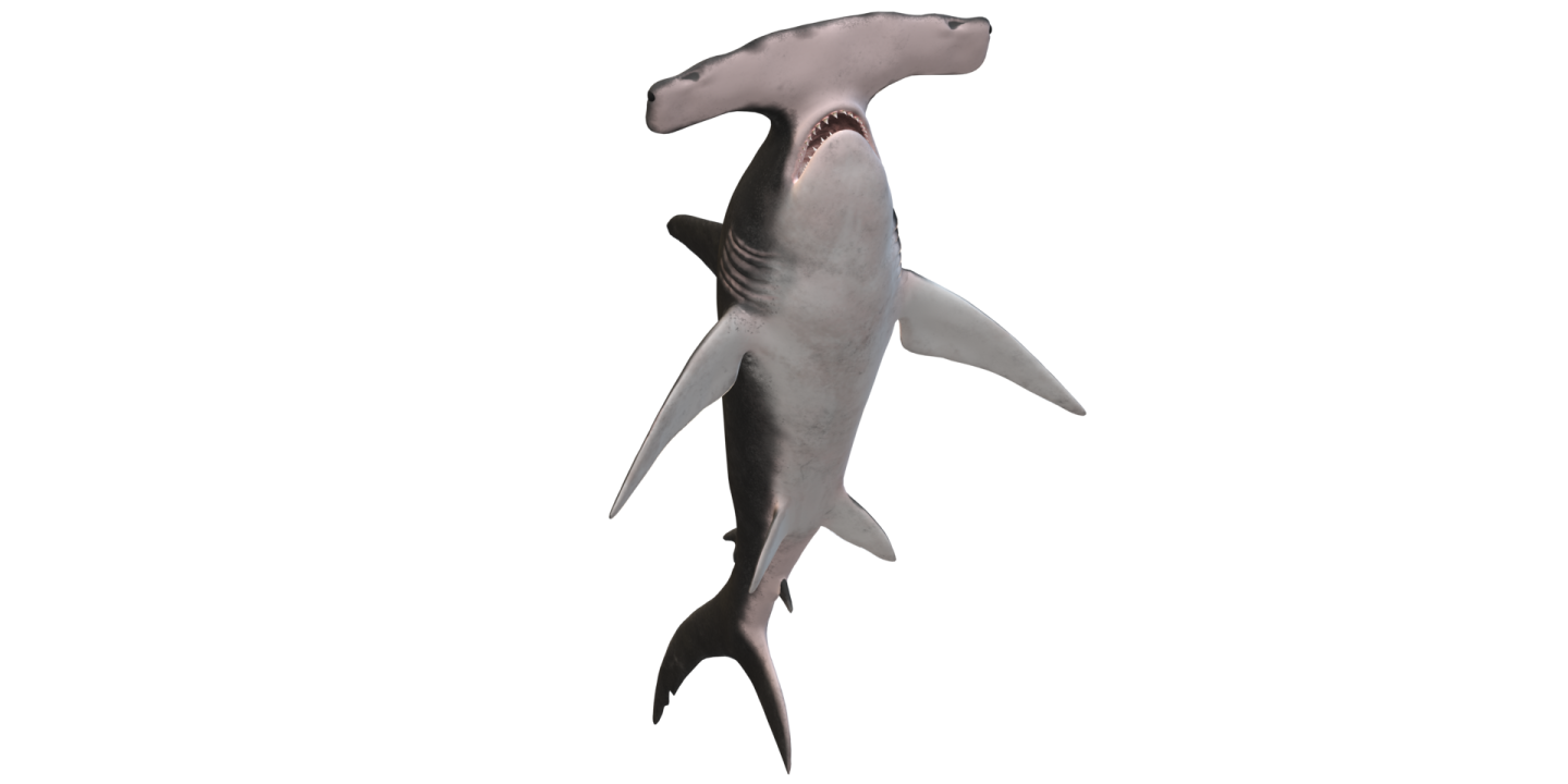 a shark with its mouth open in the air