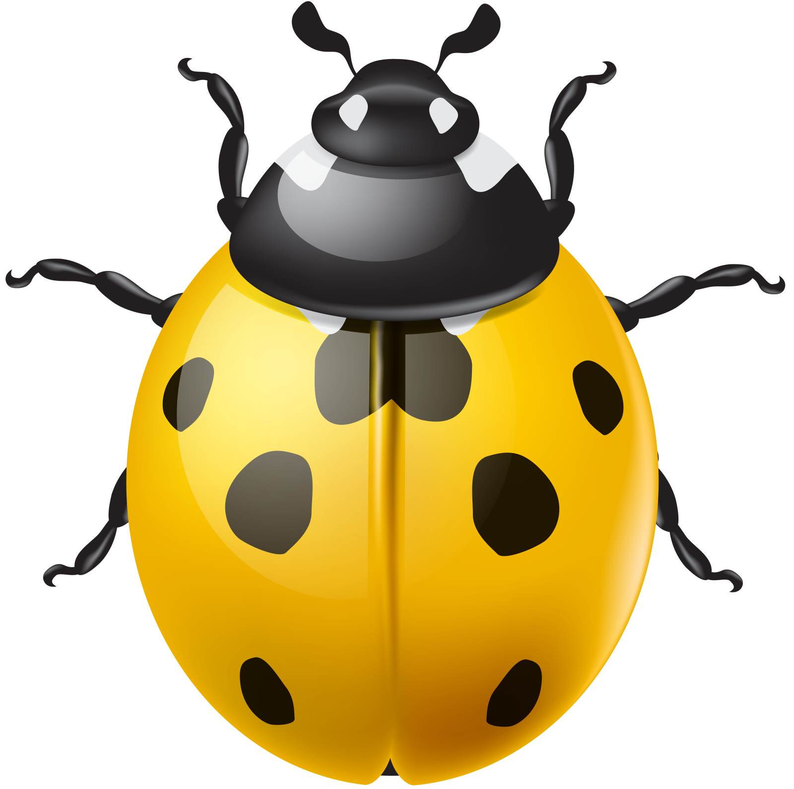 a lady bug with black spots on its back
