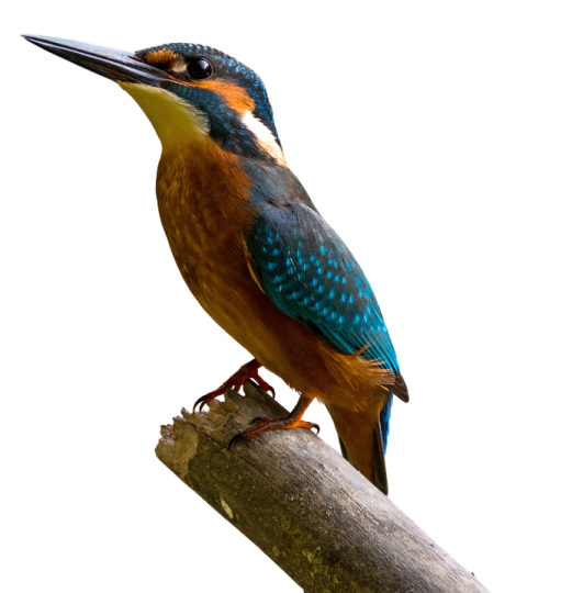 the bird is sitting on a branch