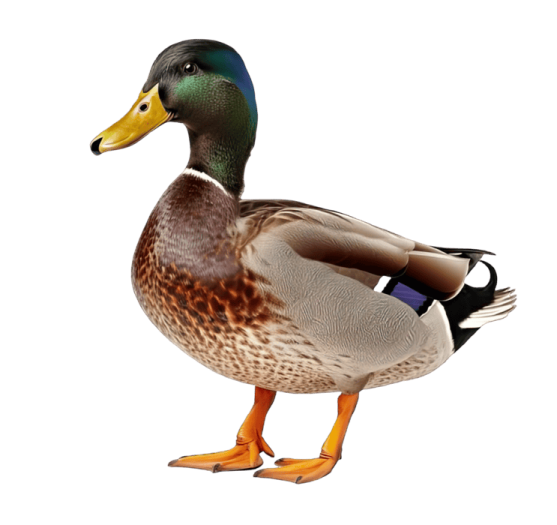 a duck standing on a white surface
