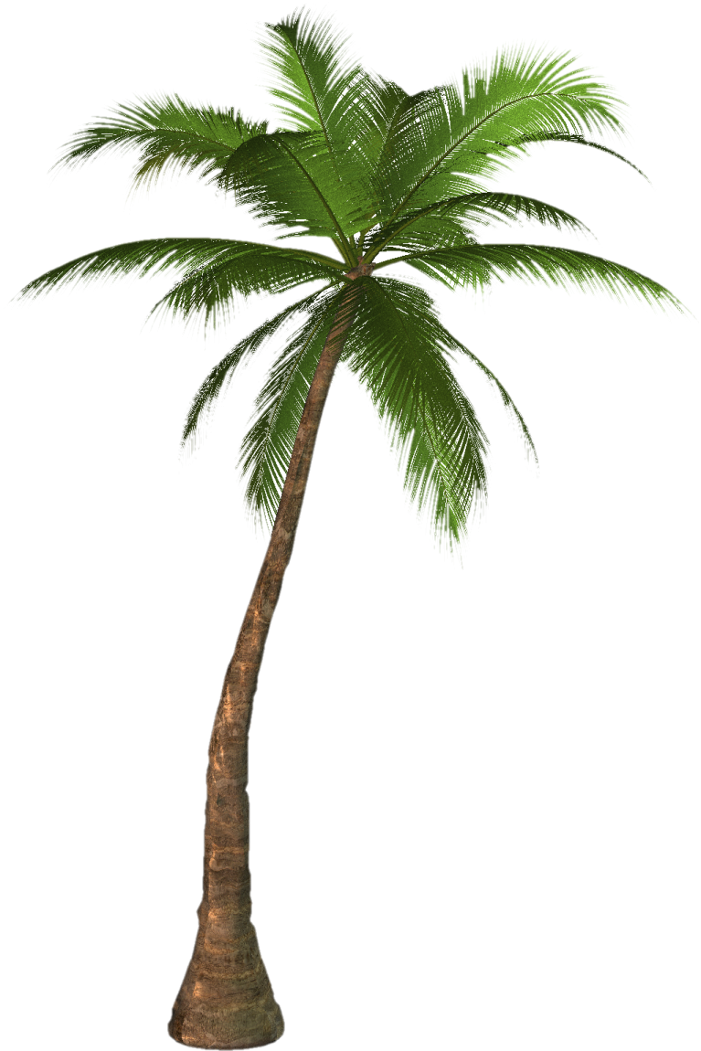 a palm tree on white background