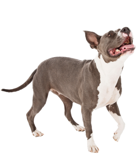 a small gray and white dog with its mouth open