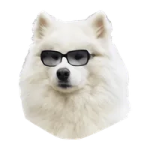 a white dog with sunglasses on it's face