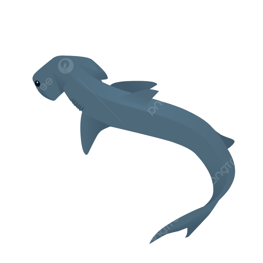 a shark silhouetted on a white background
