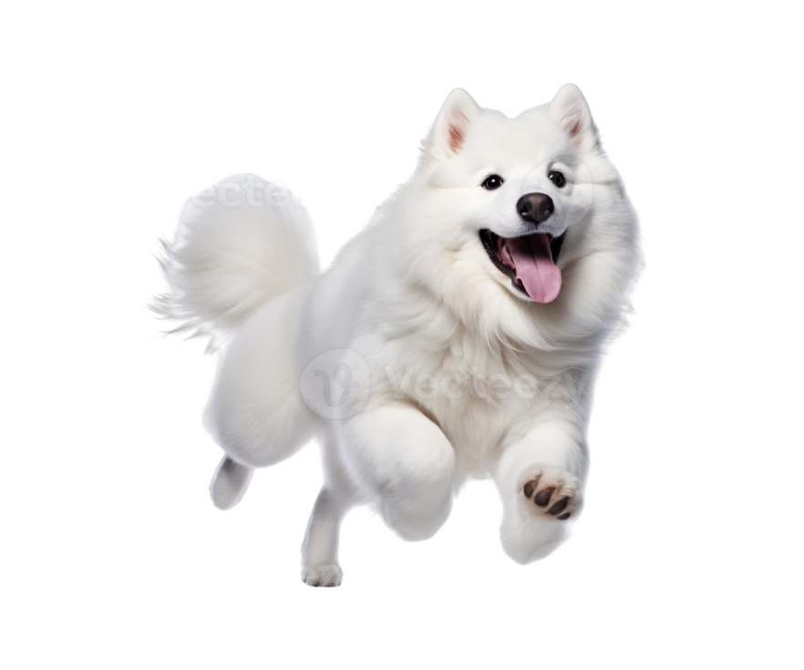 a white dog running in the air