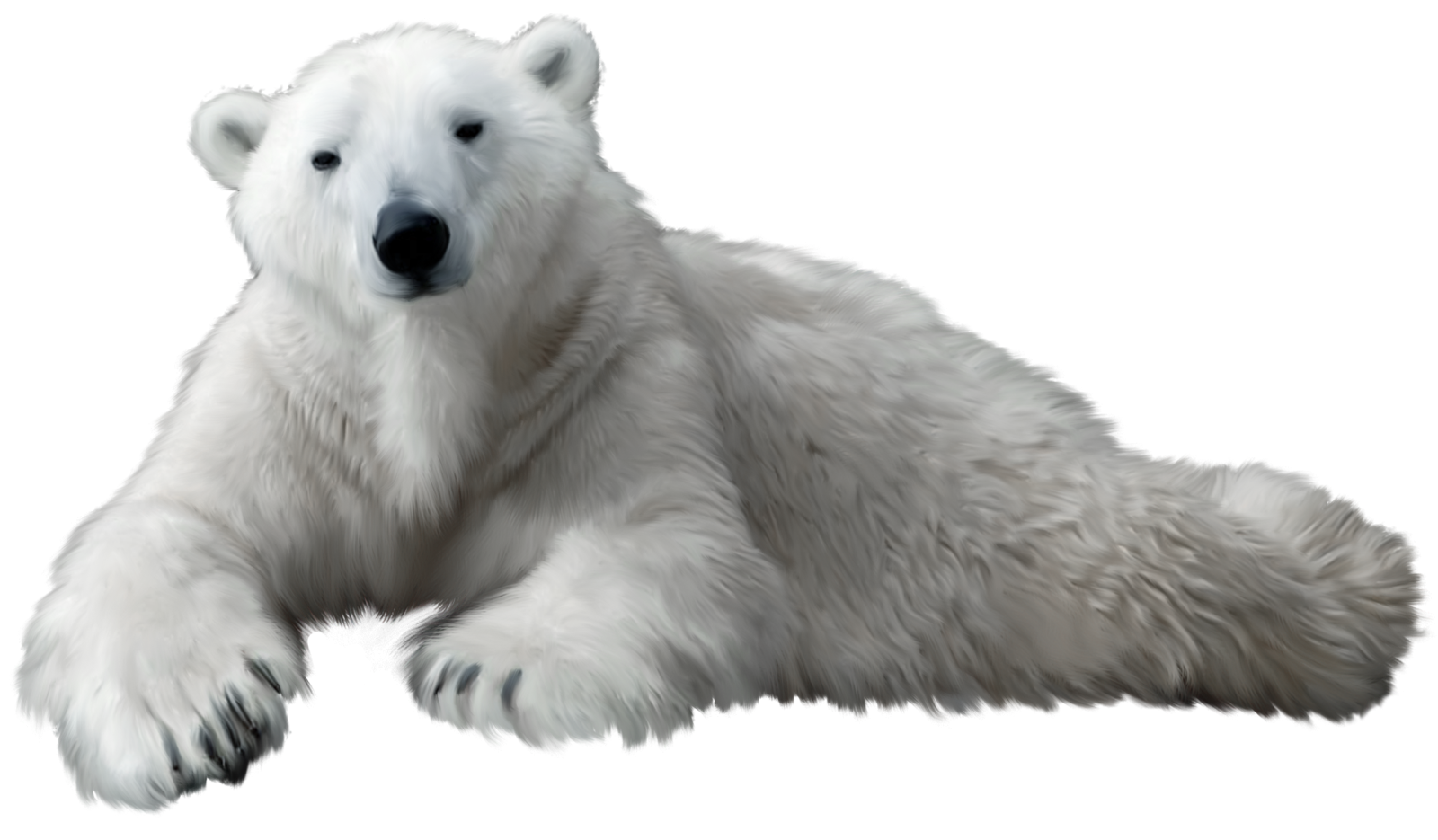 a polar bear laying down on the ground