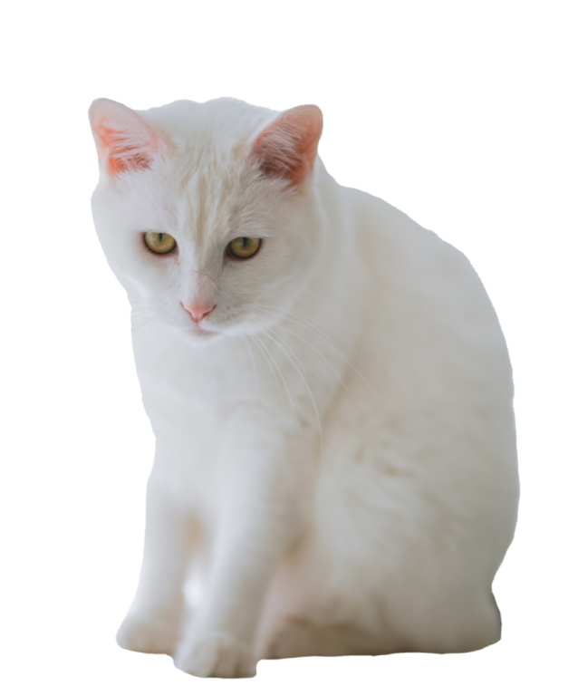 a white cat is sitting on the floor