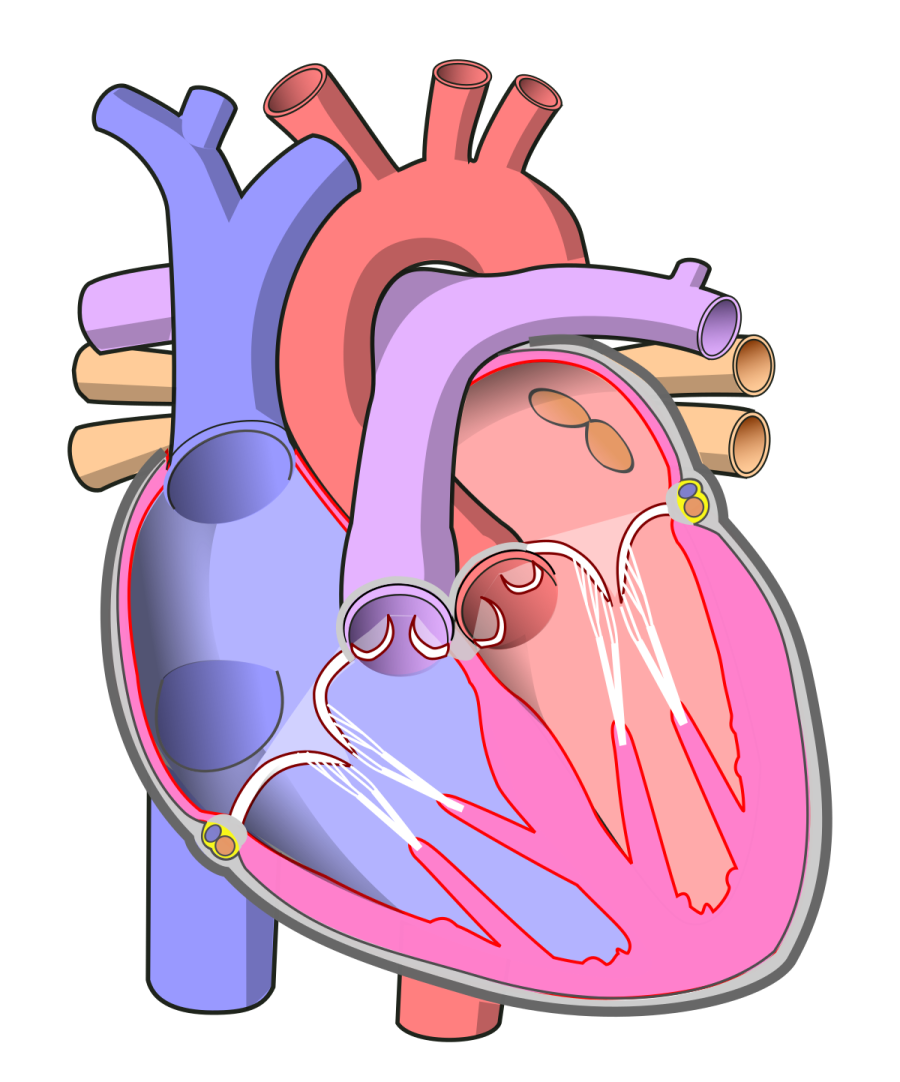 an illustration of a human heart