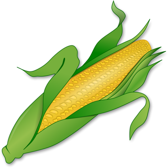 a corn on a white background
