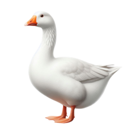 a white duck with orange feet and an orange beak