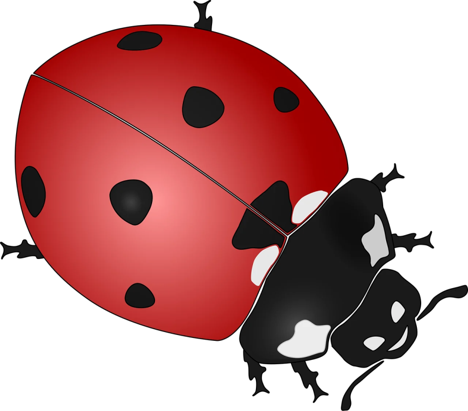 a ladybug with black spots on it's back