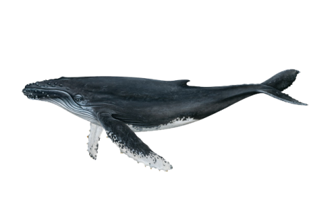 a blue whale swimming in the ocean