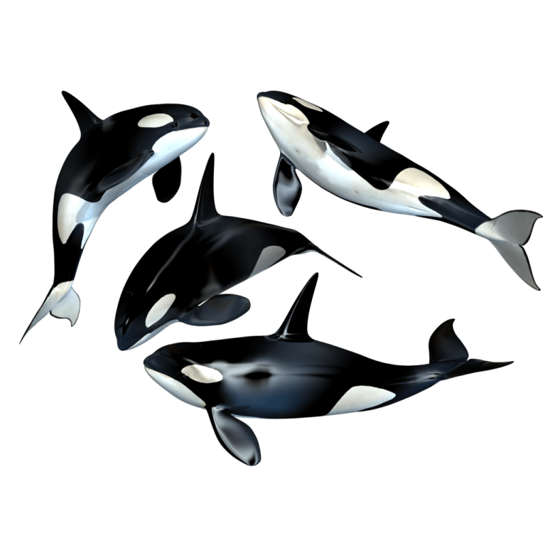 a group of killer whales swimming in the ocean