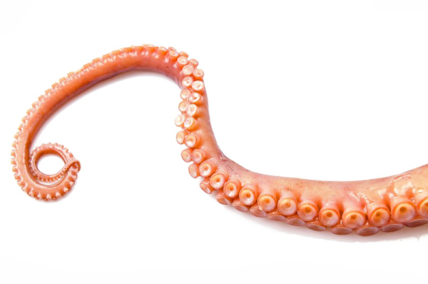 an octopus is shown on a white background