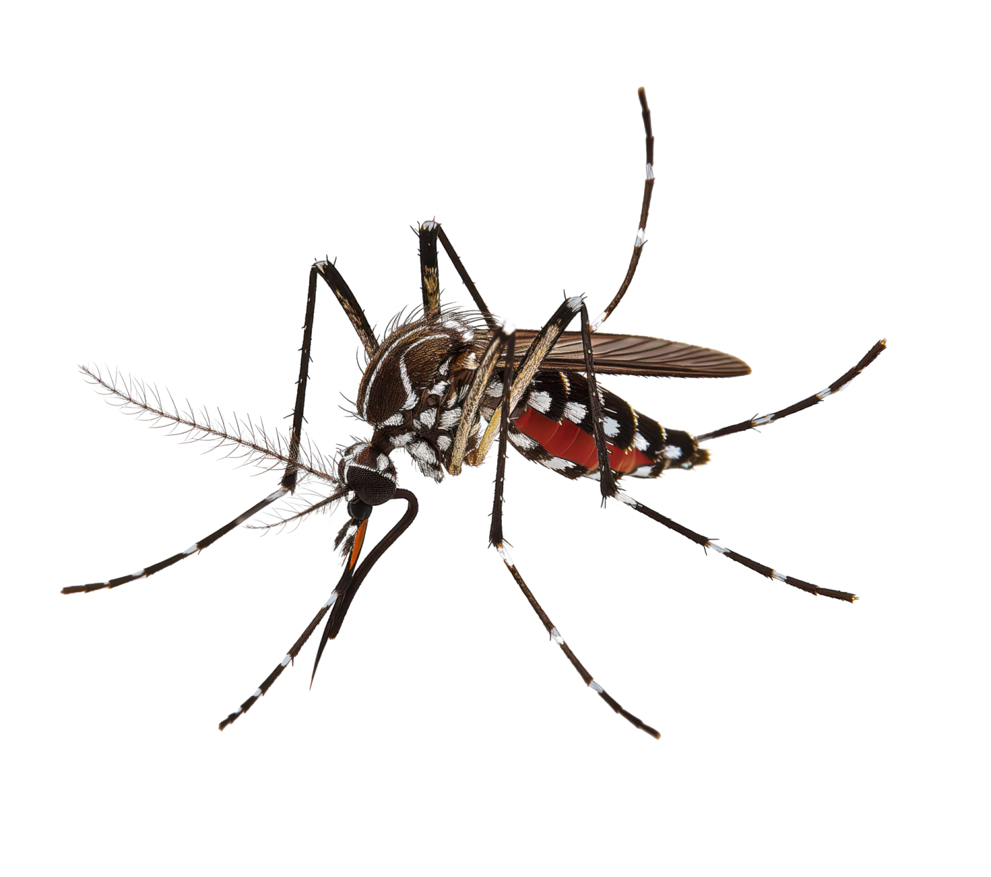 a mosquito on a white background