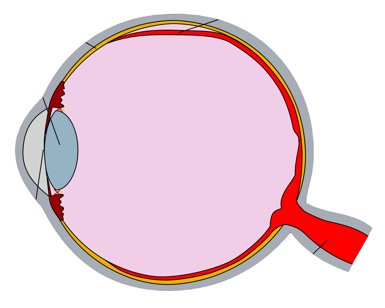 a diagram showing the structure of an eye