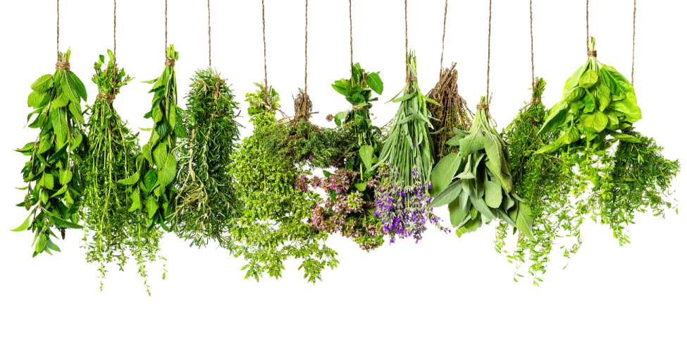 a bunch of herbs hanging from strings