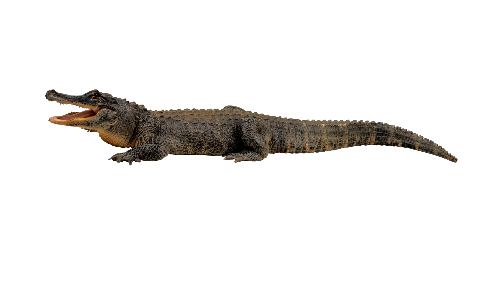 an alligator with its mouth open