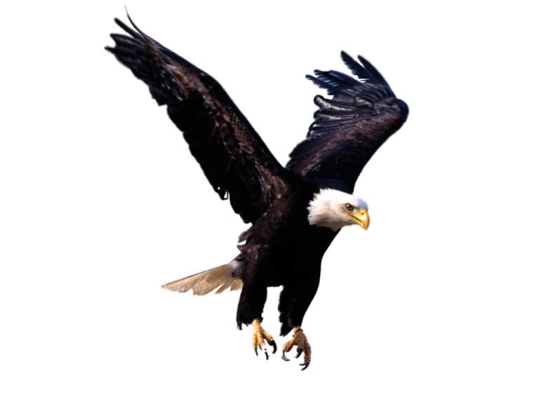 an eagle flying in the sky with its wings spread