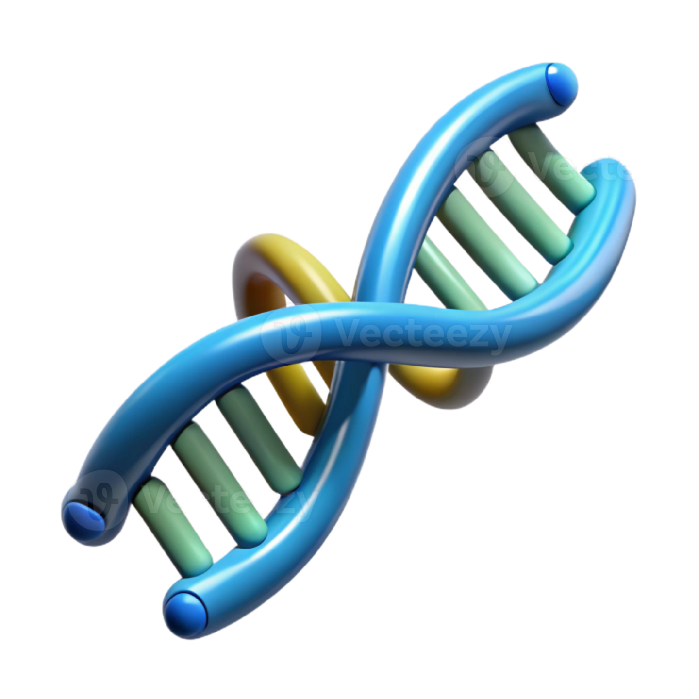 a 3d model of a dna molecule