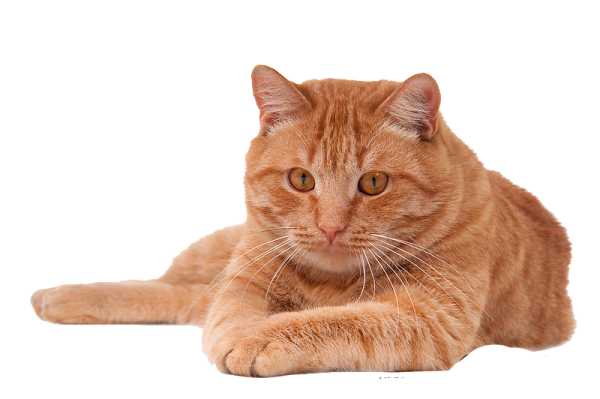 the cat is orange