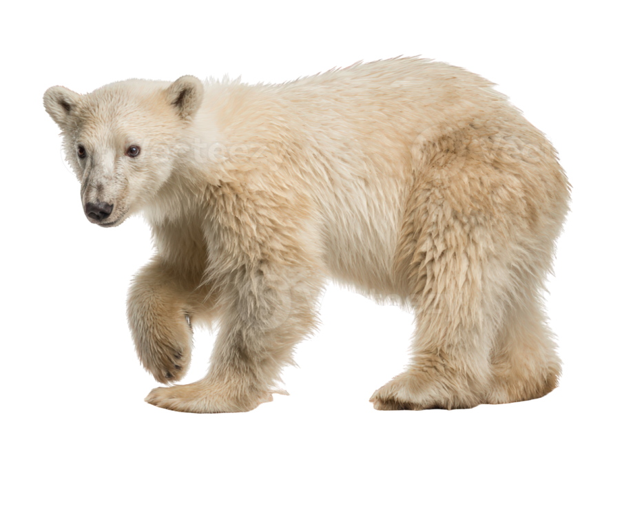 a baby polar bear standing on a skateboard