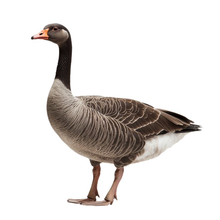 a goose standing in front of a white background