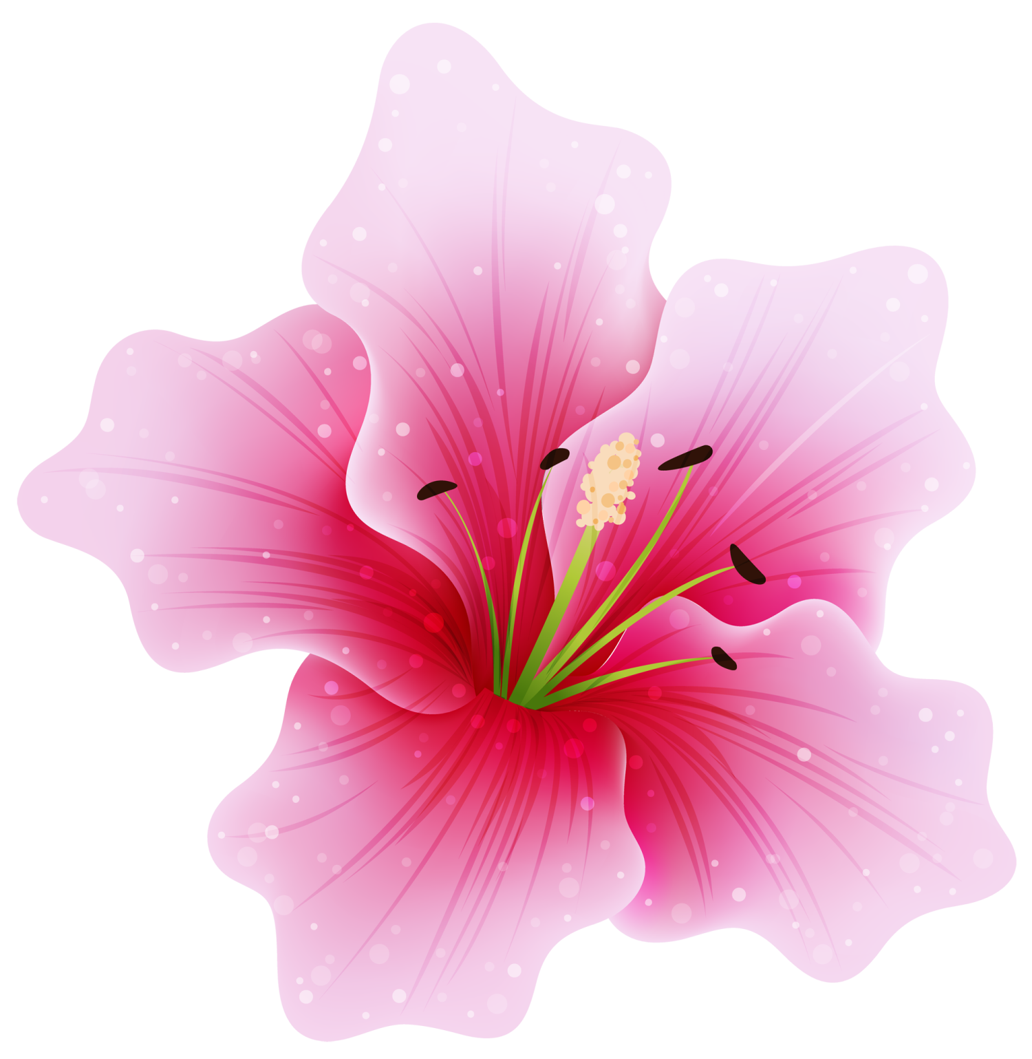 a pink flower on white background