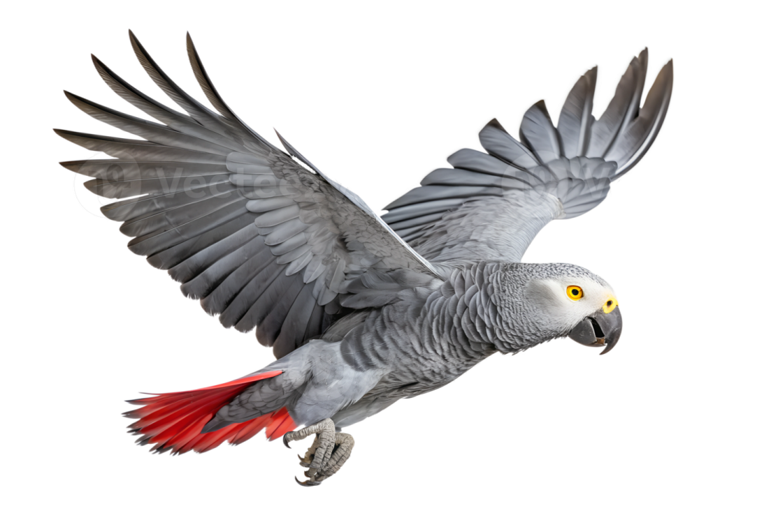 a grey and red parrot flying in the air