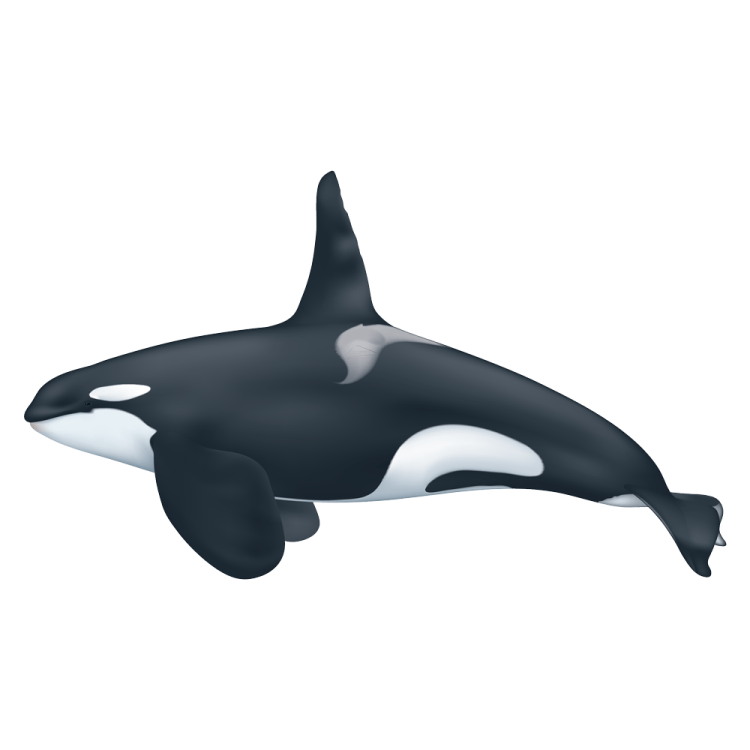 a black and white orca whale