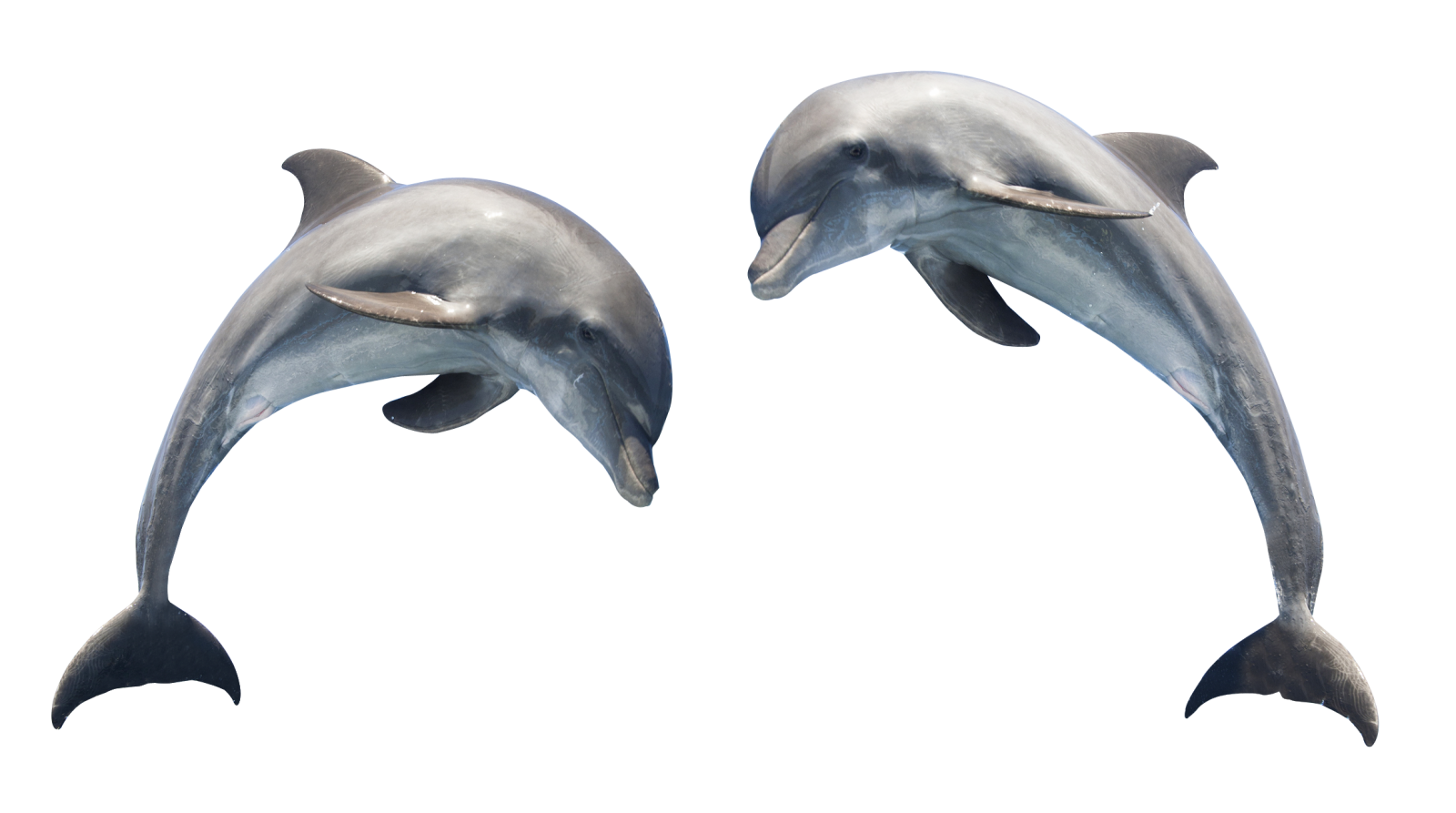 two dolphins jumping in the air