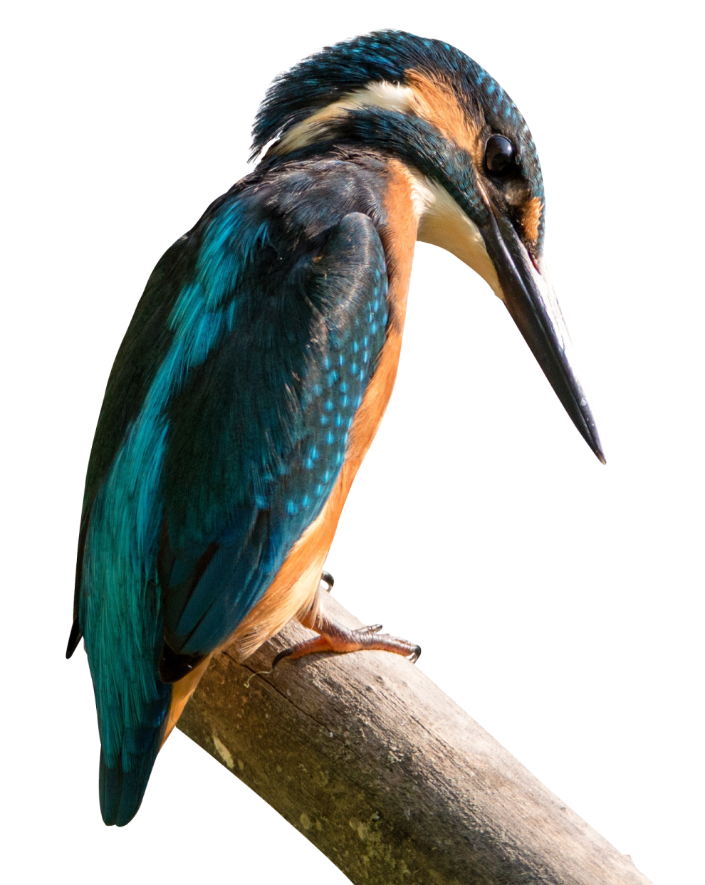 a bird sitting on top of a tree branch