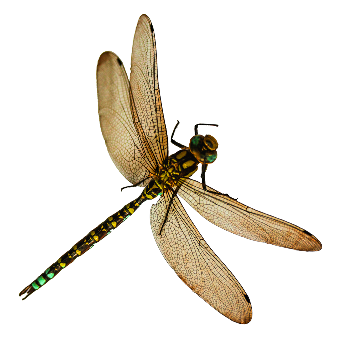 a dragonfly on a white background