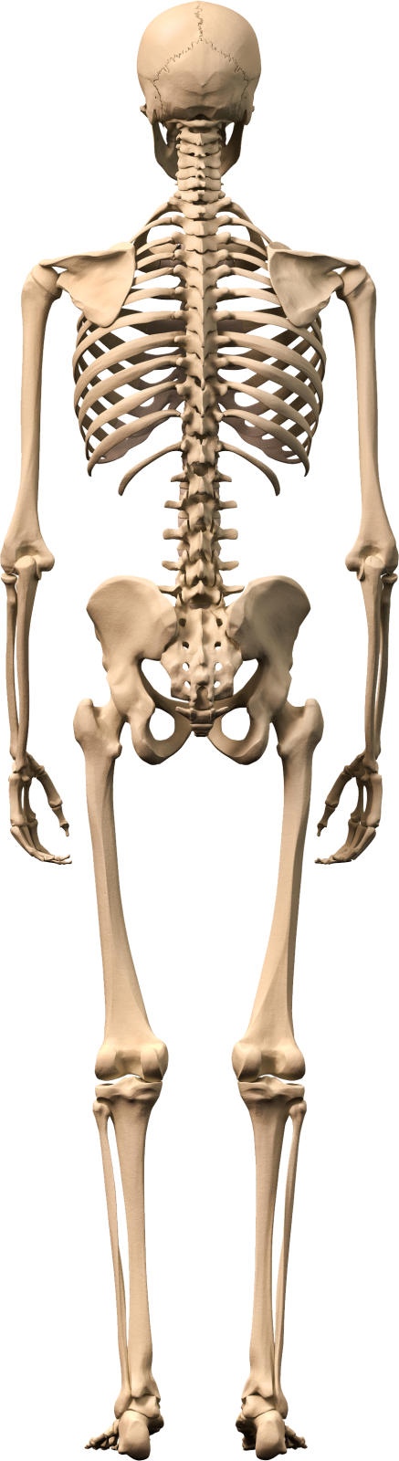 a 3d image of a human skeleton