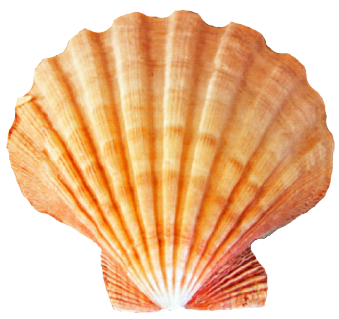 a shell on a white background