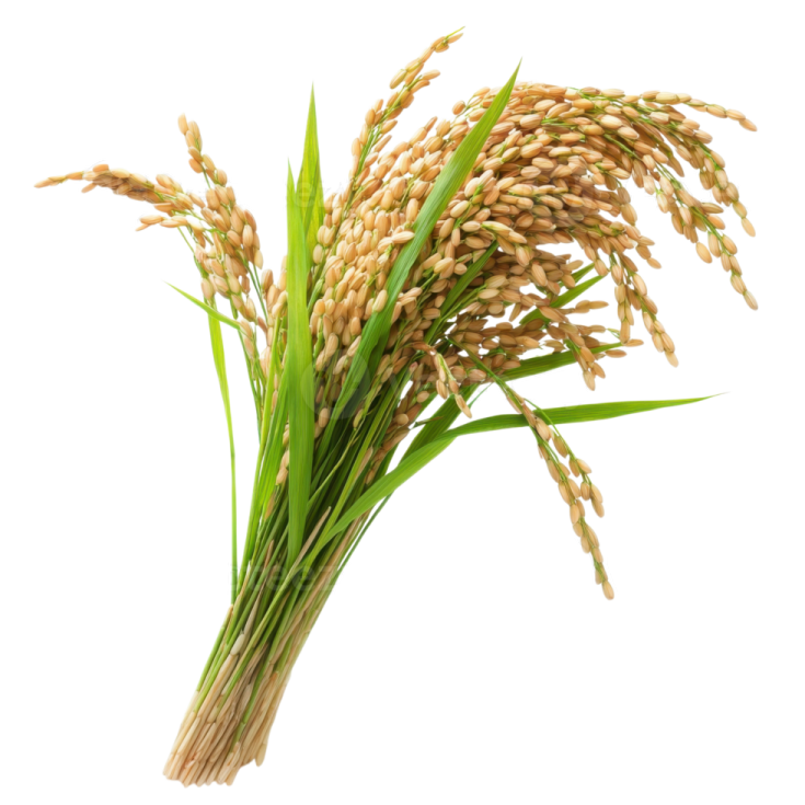 a bunch of rice on a white background
