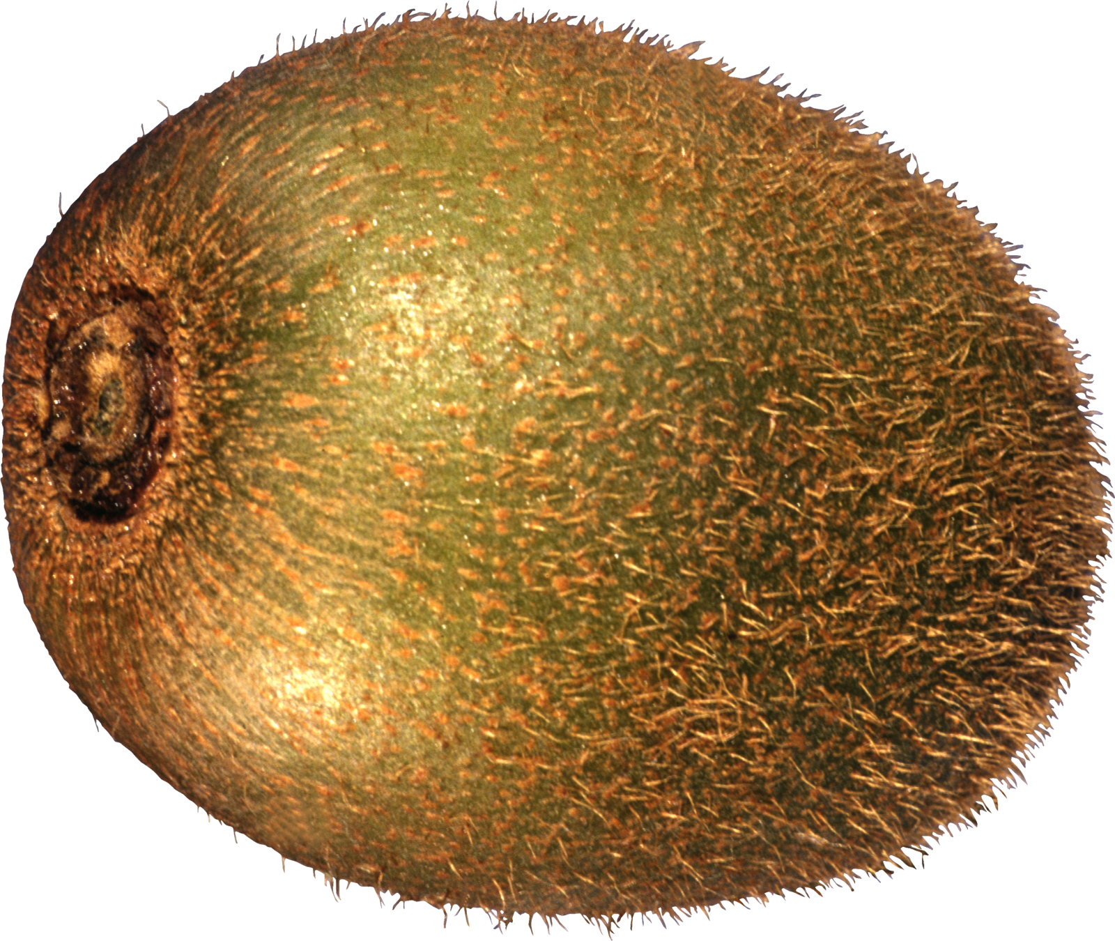 an image of a green fruit